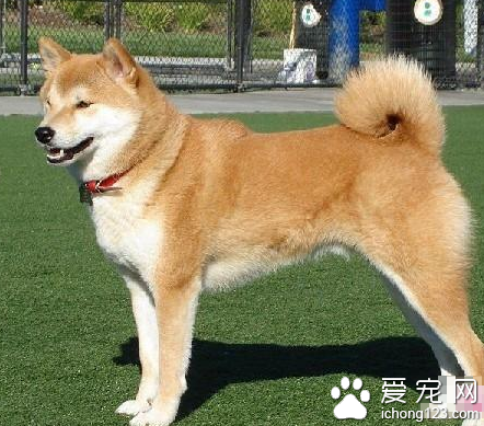 纯种秋田犬多少钱 分为日系与美系两种