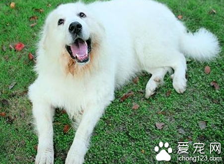 大白熊狗多少钱 纯种价格高