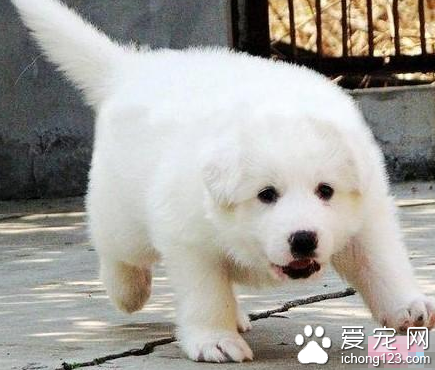 大白熊犬食量 需要准备足够多的食物