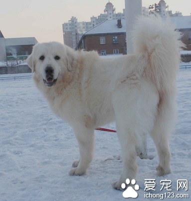 大白熊犬咬人 性格稳定心情舒畅