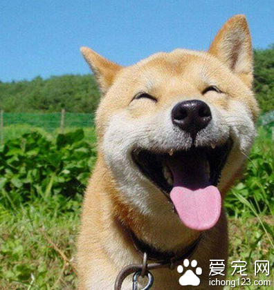 一条秋田犬多少钱 该犬是忠实的伴侣