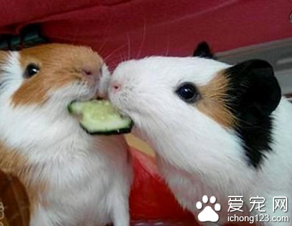 就不能好好的吃么