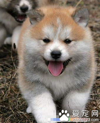 美系秋田犬多少钱 日系秋田犬腿较长