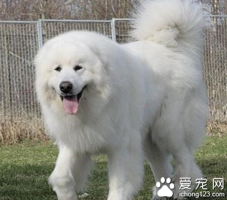 大白熊凶不凶 不属于室内型的品种