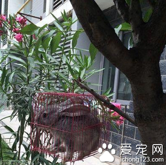 这是把兔子当鸟养么