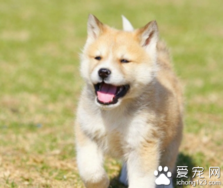 秋田犬看家吗 该犬看家能力中等