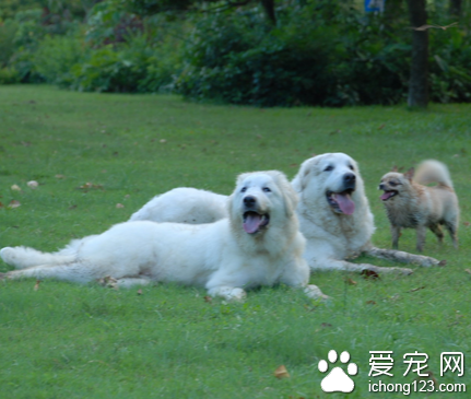 大白熊犬怎么样 饲养大白熊的方法