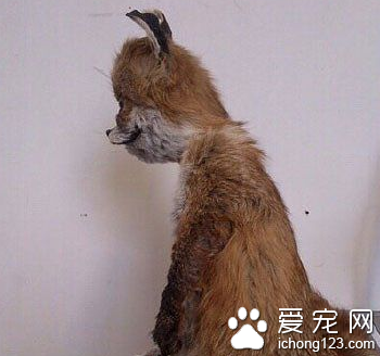 每次剪完发时候的我