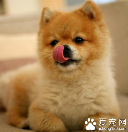 柴犬和秋田犬哪个好 柴犬体型较小