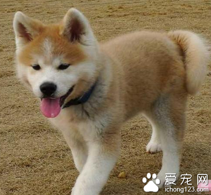 秋田犬多钱一只 优秀的守护犬和伴侣犬