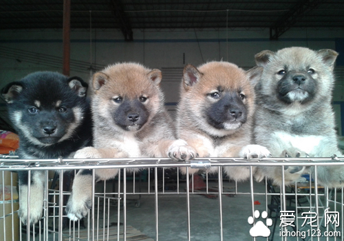 牡丹江北安街“宠物市场”给市民生活造成了影响被清退