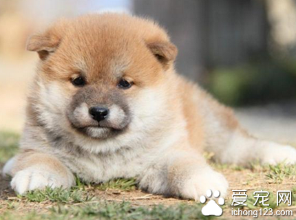 秋田犬是什么犬 该犬是大型的熊猎犬