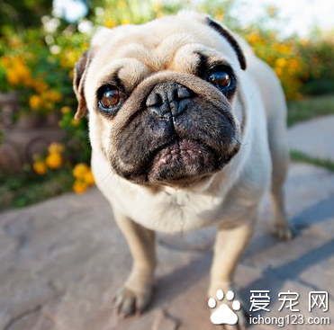 沙皮狗多少钱 该犬身躯的毛发较短