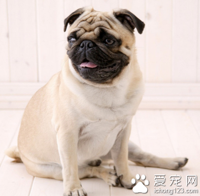 沙皮犬多少钱一只 该犬价格受血统影响