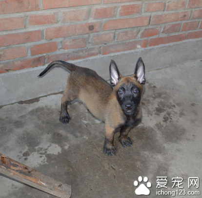 一只残疾宠物狗希望能得到一张宠物轮椅