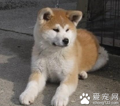 秋田犬忠诚吗 该犬对主人非常的忠诚
