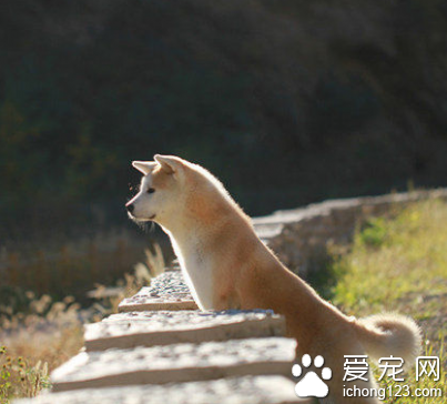 秋田犬是大型犬吗 该犬具有优良的本性