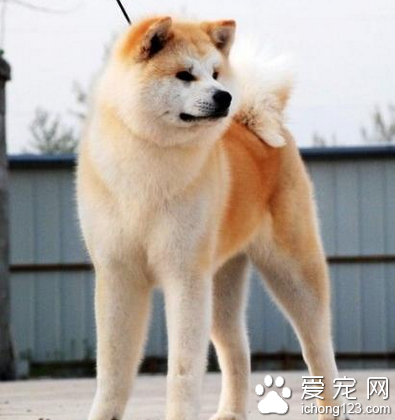 秋田犬多少一只 价格受很多原因影响
