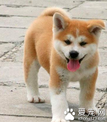 秋田犬是土狗吗 土狗没有统一国际标准