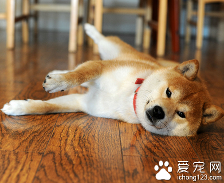 秋田犬为什么那么贵 该犬有非凡的勇气