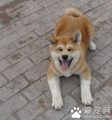 秋田犬纯种多少钱 该犬的食量比较大