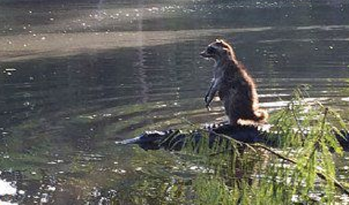 网友拍摄到一只骑着鳄鱼的小浣熊，颇有领导视察的风范～～