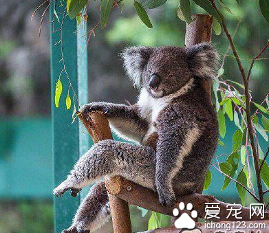 救命啊树袋熊原来有这么长的腿……