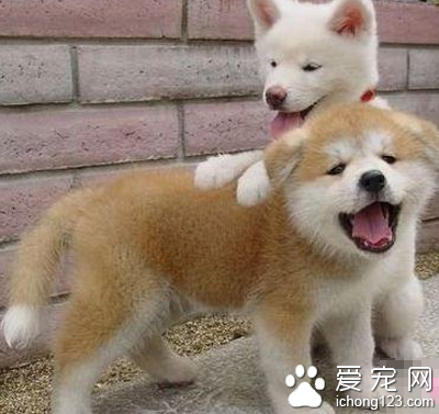 秋田犬大概多少钱 到网上查询相关信息