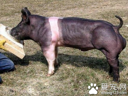 麻痹，猪都这样了，起来运动！