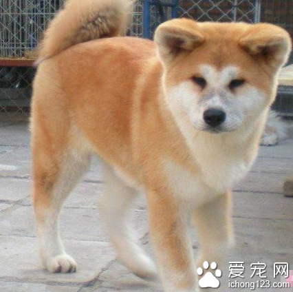 秋田犬为什么这么贵 该犬具有历史意义
