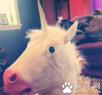 这两匹小马看起来并不是纯种马