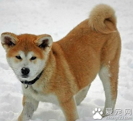 秋田犬和柴犬区别 前者是后者的缩小版