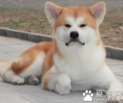 秋田犬幼崽多少钱 幼犬挑选技巧