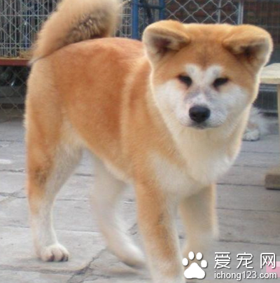 柴犬和秋田犬区别 区分这两种犬的方法