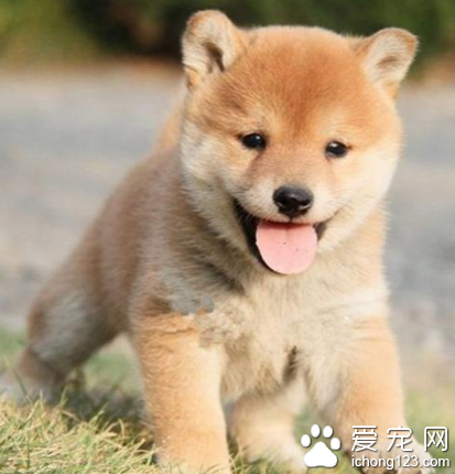 秋田犬有多大 该犬身体强健结实