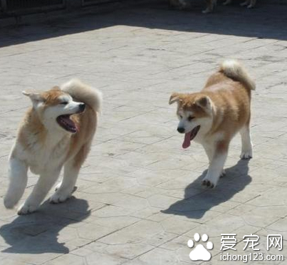 秋田犬会不会捡球 该犬性情比较倔强