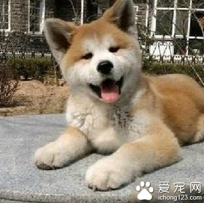 正宗秋田犬多少钱 有针对性的饲养