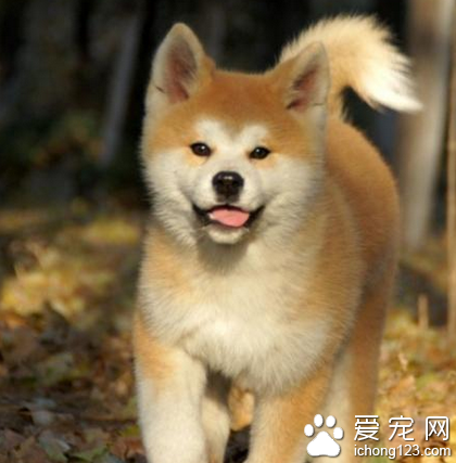 哪里买秋田犬 该犬对人极为友善