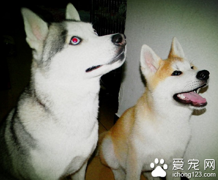 哪里能买到秋田犬 该犬对人非常友好