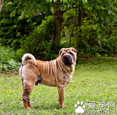 沙皮狗一般多少钱 该犬性格比较稳定