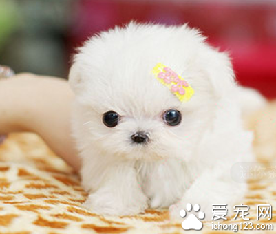 迷你茶杯犬多少一只 是比较名贵的犬种