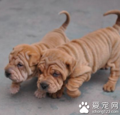 沙皮狗好不好 该犬容易得皮肤病