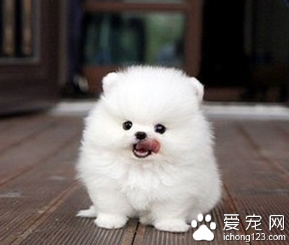 袖珍犬好养吗 注意不要喂食巧克力