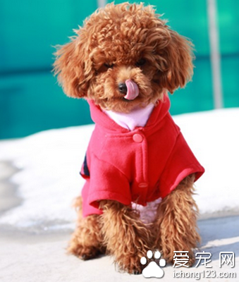 迷你贵妇犬价格 该犬被毛卷曲柔顺