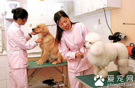 宠物美容师每年都会被狗咬伤抓伤