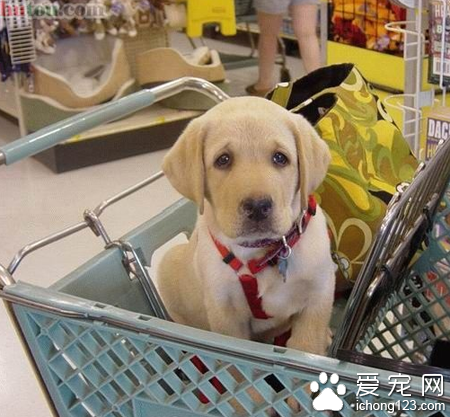 购物车竟成宠物“摇篮”  卫生状况令人担忧