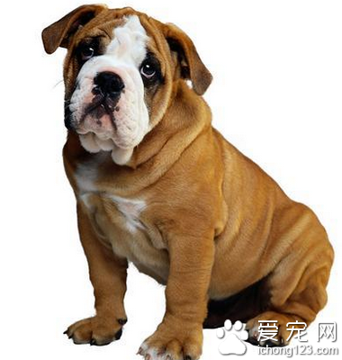 沙皮狗好养么 具有很强的攻击性