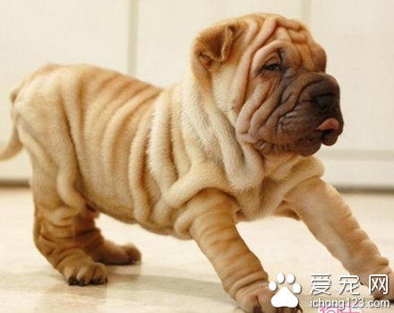 沙皮狗叫什么 该犬活跃而结实