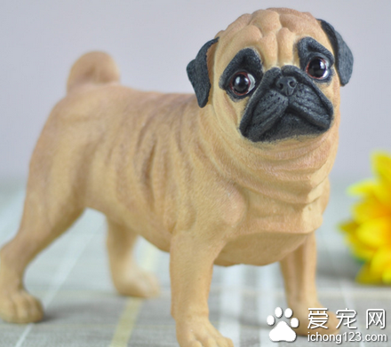 沙皮狗的性格 该犬平静而自信