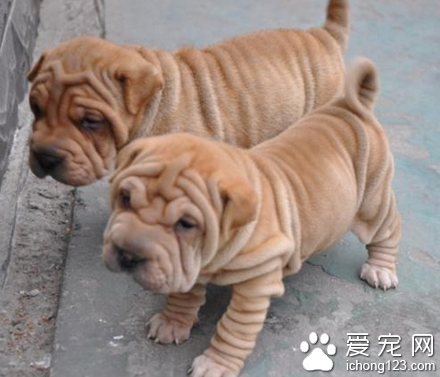 沙皮狗是哪个国家的 原产于中国广东